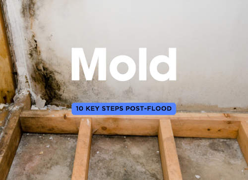 10-Step Guide to Dealing with Mold After a Flood