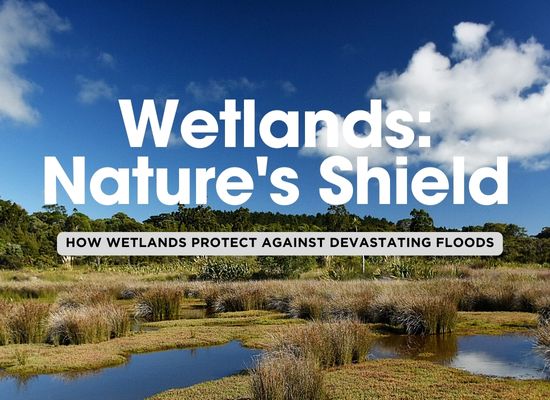 Nature’s Flood Defenses: The Importance of Wetlands