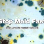 Top 10 Ways to Deal with Mold Post-Flood