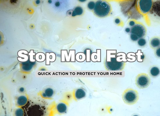 Top 10 Ways to Deal with Mold Post-Flood